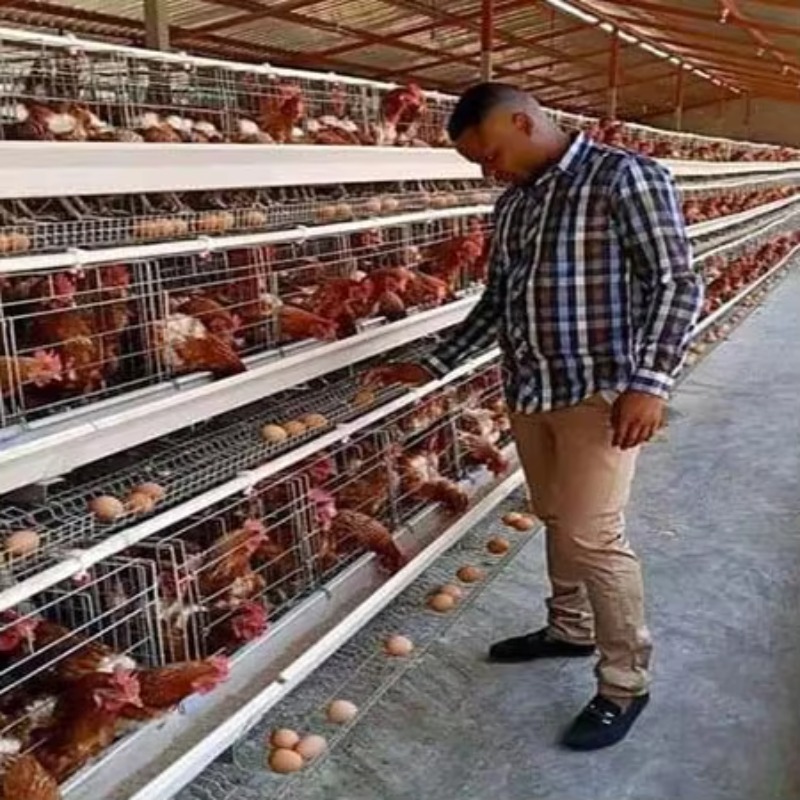 Farming Africa - Cheap Price Poultry Farm 10000 Birds