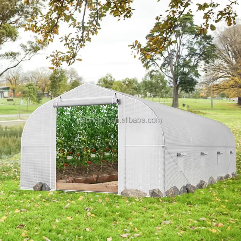 Agriculture Tomato Farming - Agricultural Farm Poly Tunnel Greenhouse Plastic