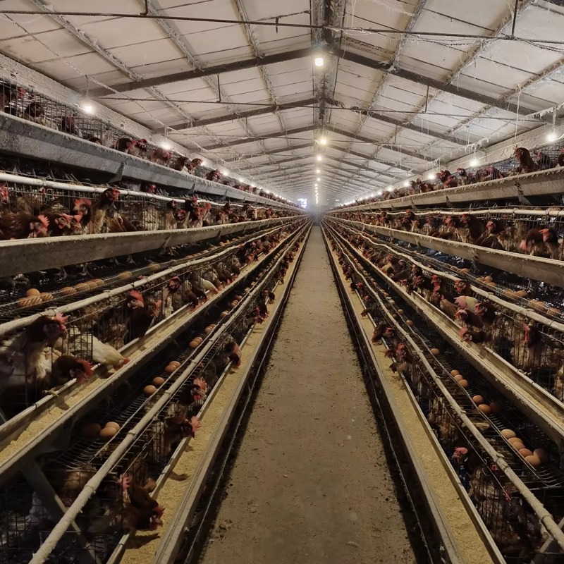 Cheap Price Poultry Farm 10000 - Farming Africa 评论和价格