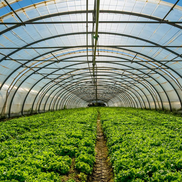 8x30 Metal Frame Commercial Si - Agriculture Tomato Farming 评论和价格