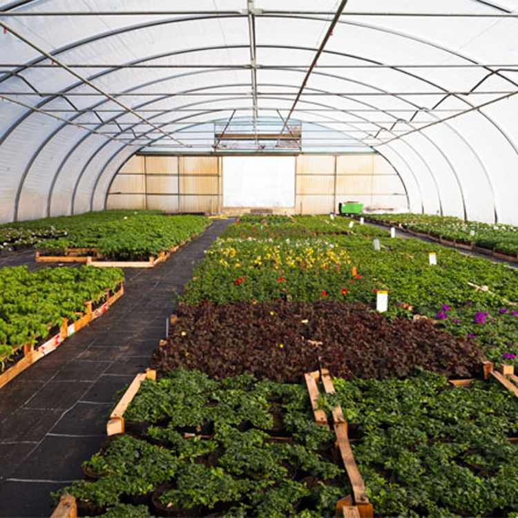 8x30 Metal Frame Commercial Si - Agriculture Tomato Farming 评论和价格