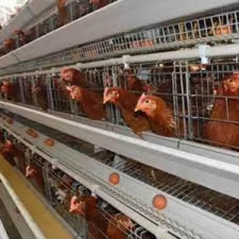  chicken coop New Africa a Typ - Farming Africa 评论和价格