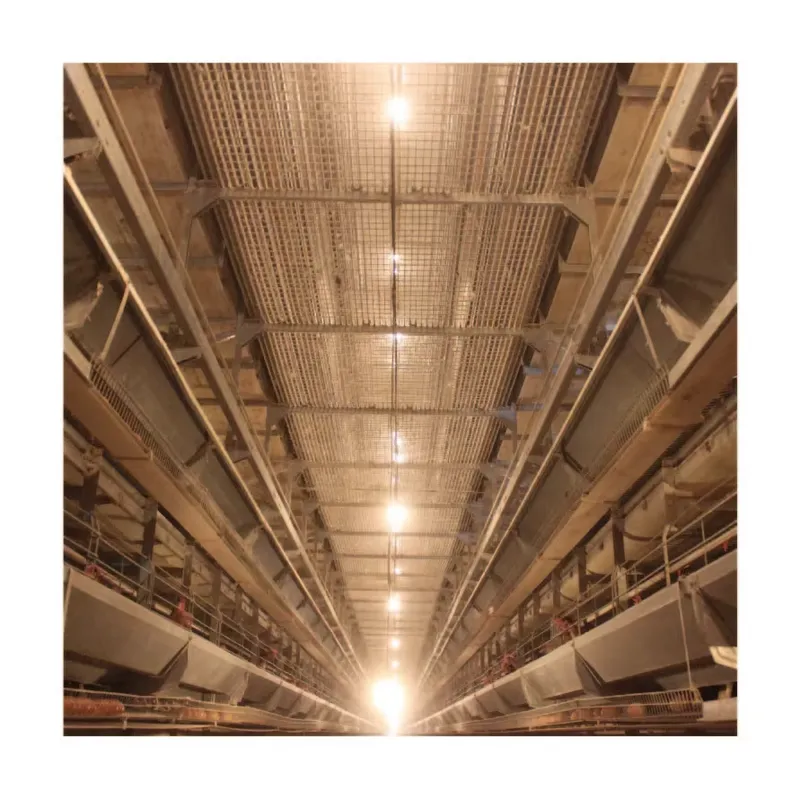 TIANRUI New Automatic Egg Laye - Farming Africa 评论和价格