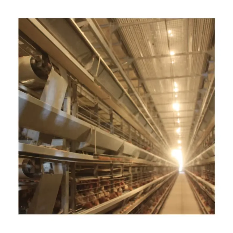 TIANRUI New Automatic Egg Laye - Farming Africa 评论和价格