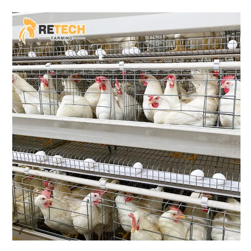Automatic Egg Layer Chicken Ca - Farming Africa 评论和价格