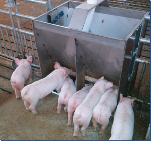 Stainless Steel Double Side Fe - Agriculture Farming And Livestock 评论和价格