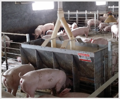 Stainless Steel Double Side Fe - Agriculture Farming And Livestock 评论和价格