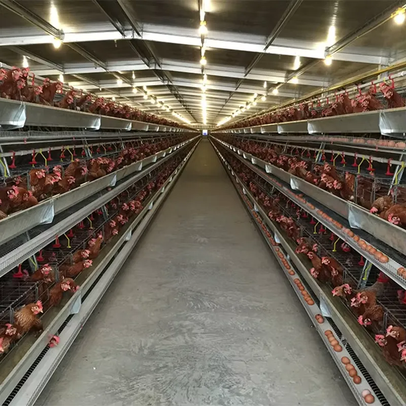 H Type Layer Cages for Poultry - Farming Africa 评论和价格