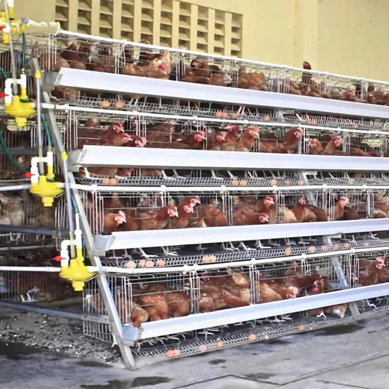 H Type Layer Cages for Poultry - Farming Africa 评论和价格
