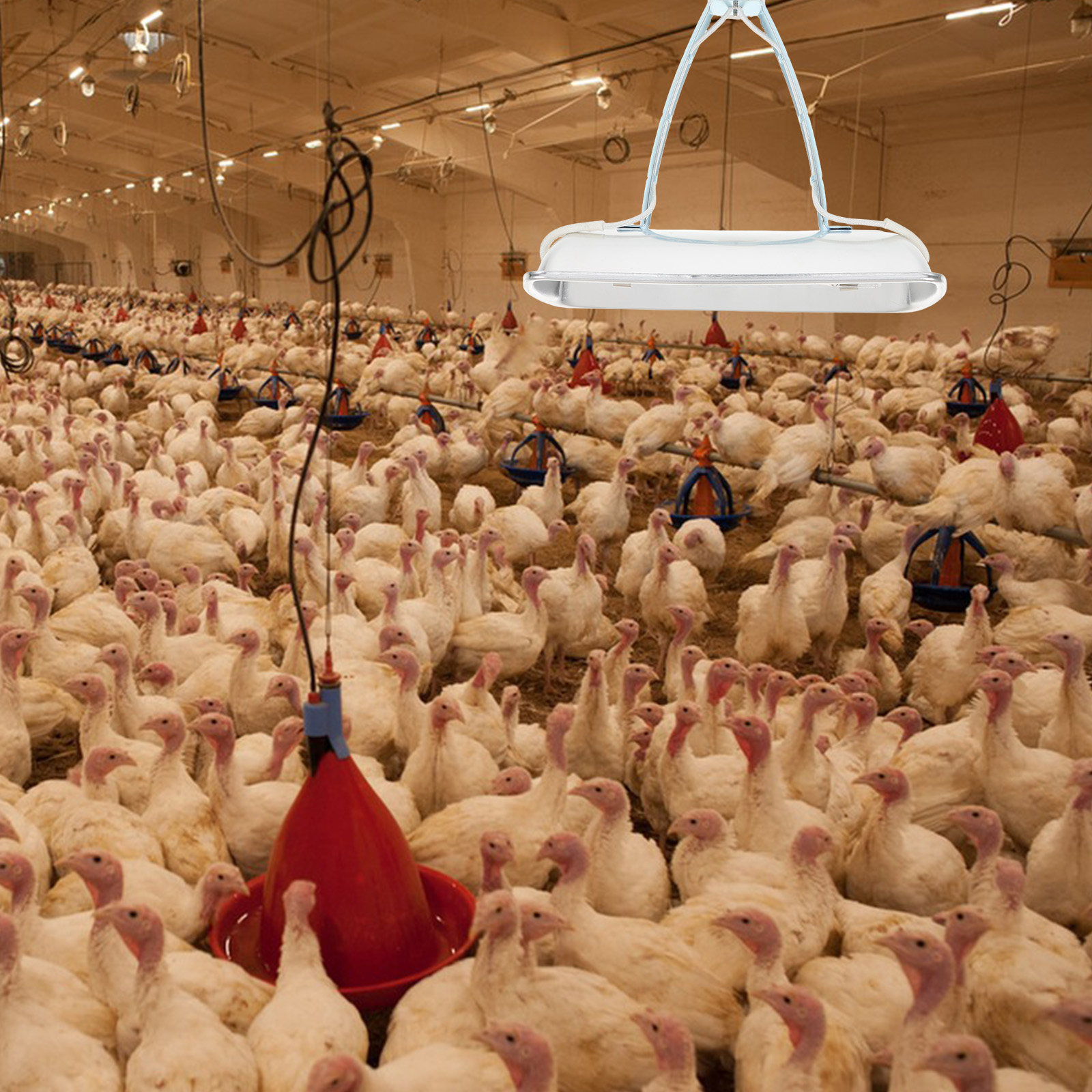 Pig Farm Preservation Lamp Chi - Farming A 评论和价格